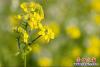 油菜花開(kāi)迷人眼2