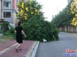 營口：大樹傾倒成“攔路虎” 影響居民出行