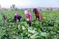 營口：“大菜市”入市的秘密