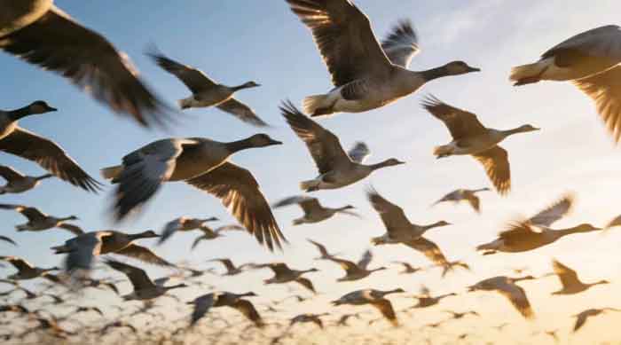 營口春信雁陣破空　營口濕地候鳥歸來迎最美早春